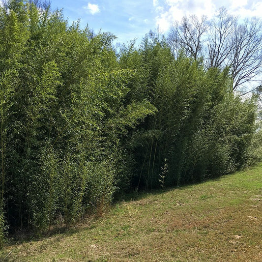Large, tall, dense screen of bissetii grove. 