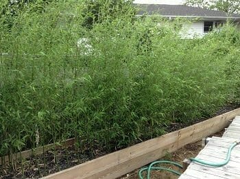 Green, lush bamboo in raised bed. screen. 