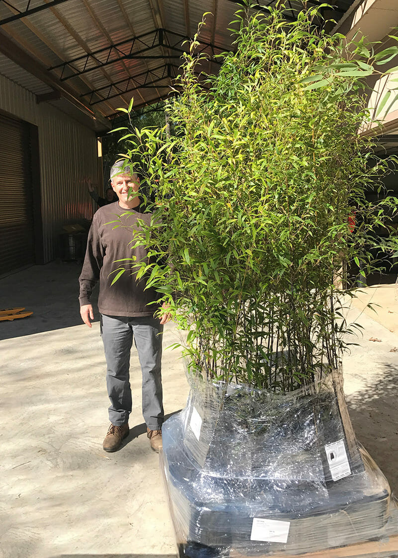 6'-10' Feet Tall Bamboo (3 Gallon)