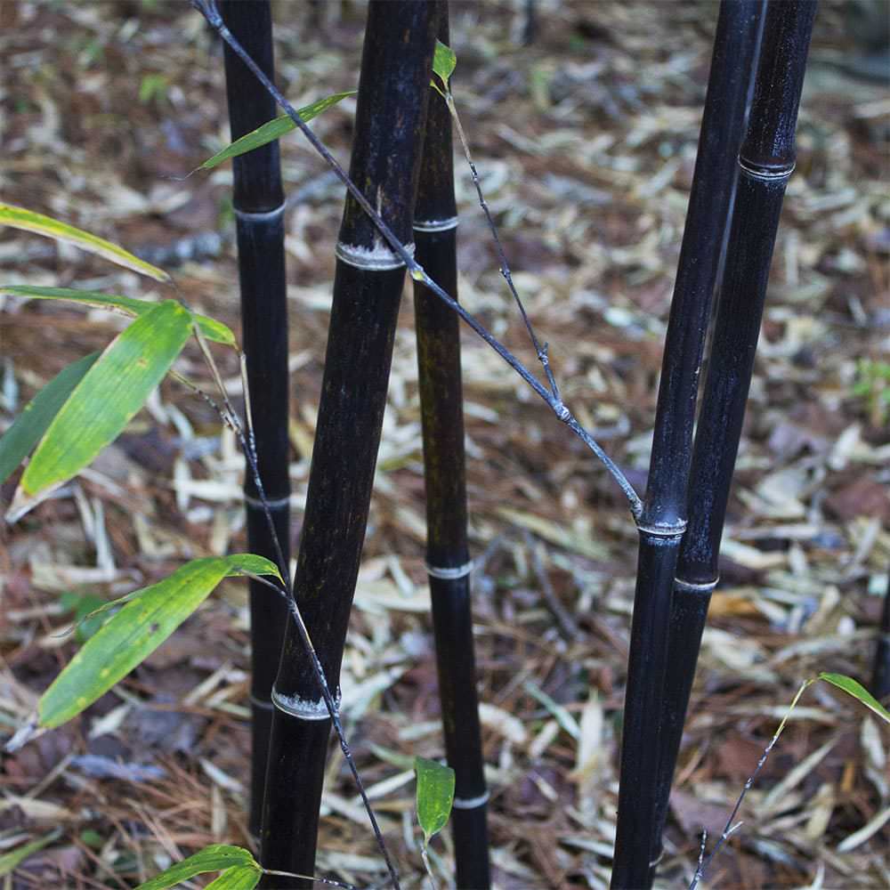 closeup of the shiny black bamboo canes