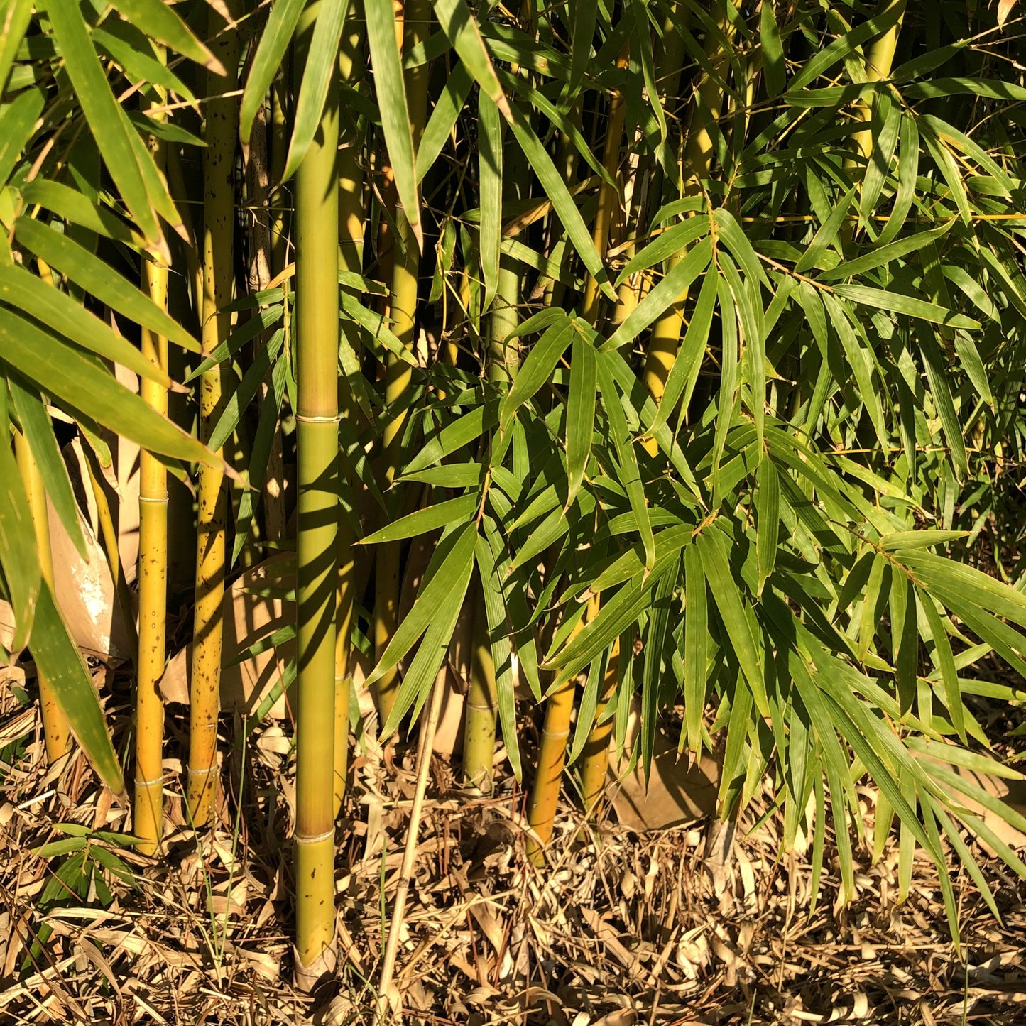 Bamboo canes and foliage