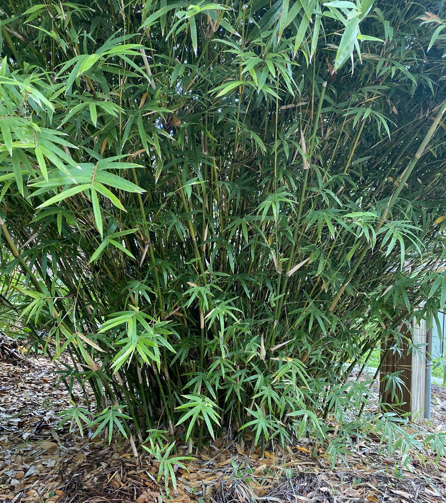 Golden Goddess bamboo canes. clumping. dense. low foliage. 