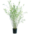 Chusquea gigantea