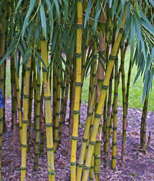 Chusquea gigantea mature grove