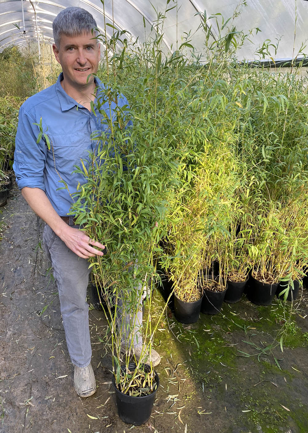 Chusquea gigantea next to person