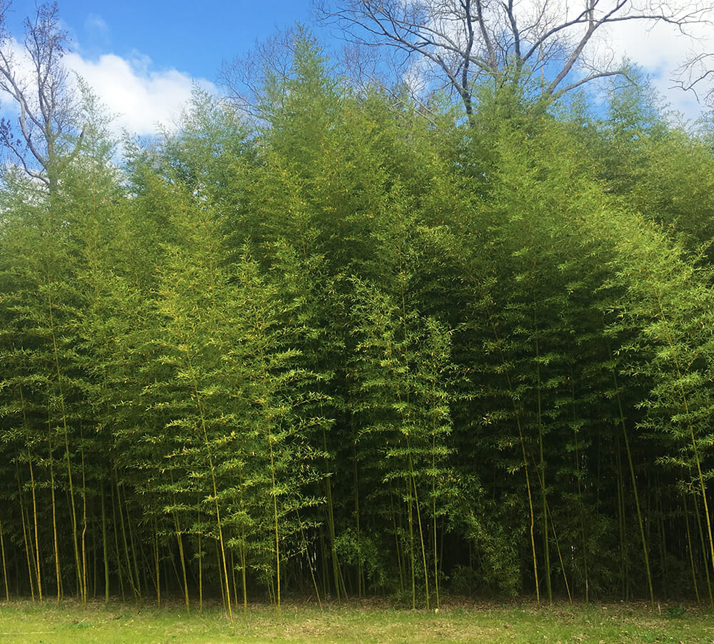 Mature grove of Phyllostachys atrovaginita