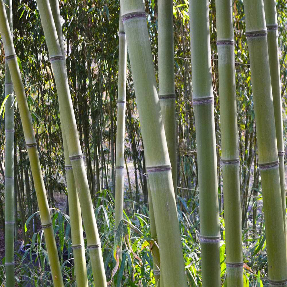 Congesta bamboo canes
