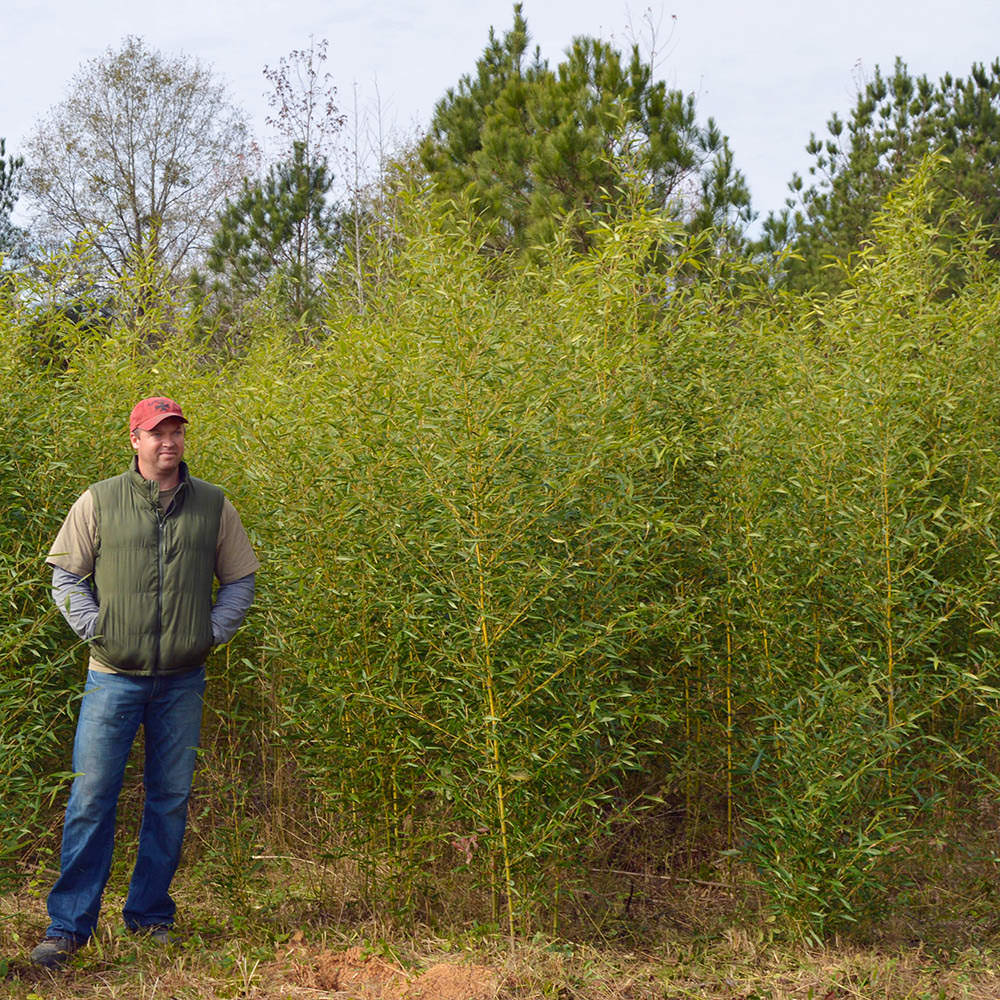 6'-10' Feet Tall Bamboo (5 Gallon)