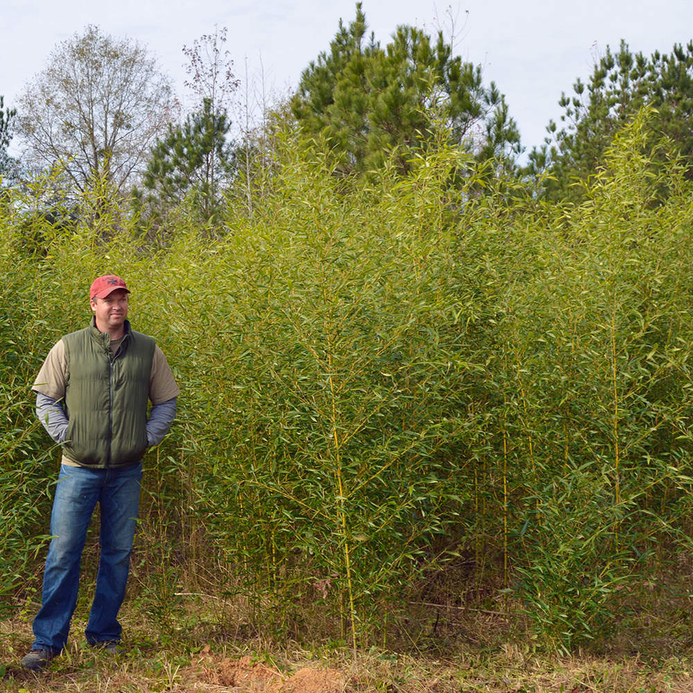 Grove picture of Phyllostachys Decora from our farm. tall, dense screen