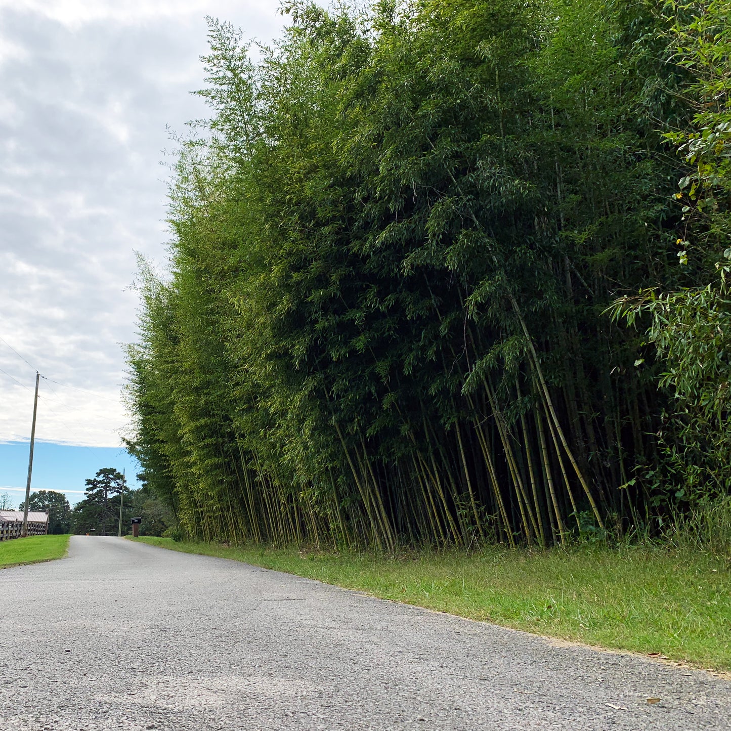tall bamboo with dense green foliage, side of road. screen