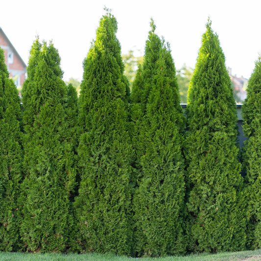 Emerald Green (Thuja Tree)