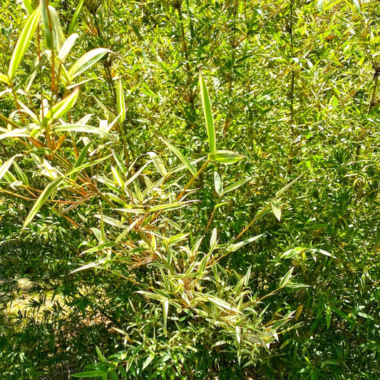 Silverstripe foliage