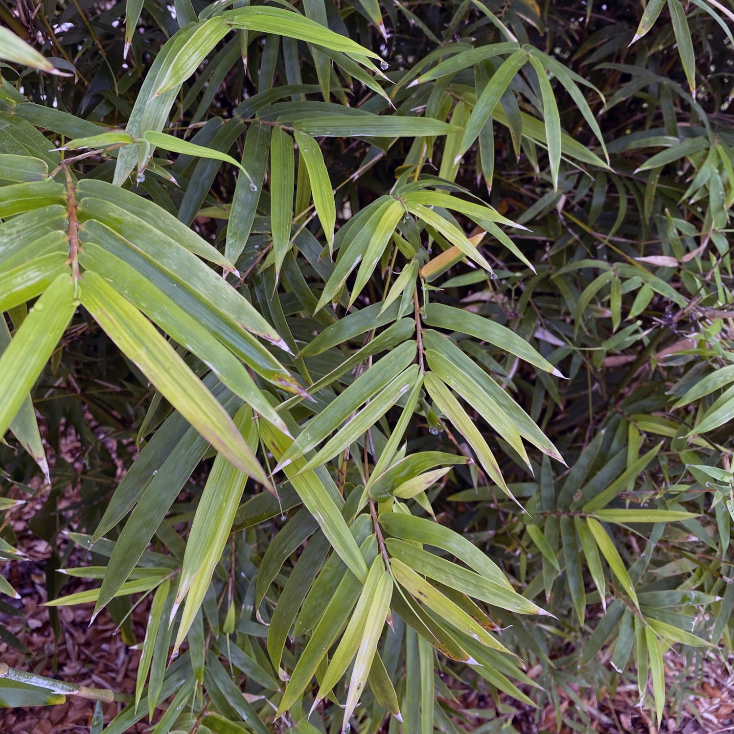 Foliage of Golden Goddess Bamboo. light green
