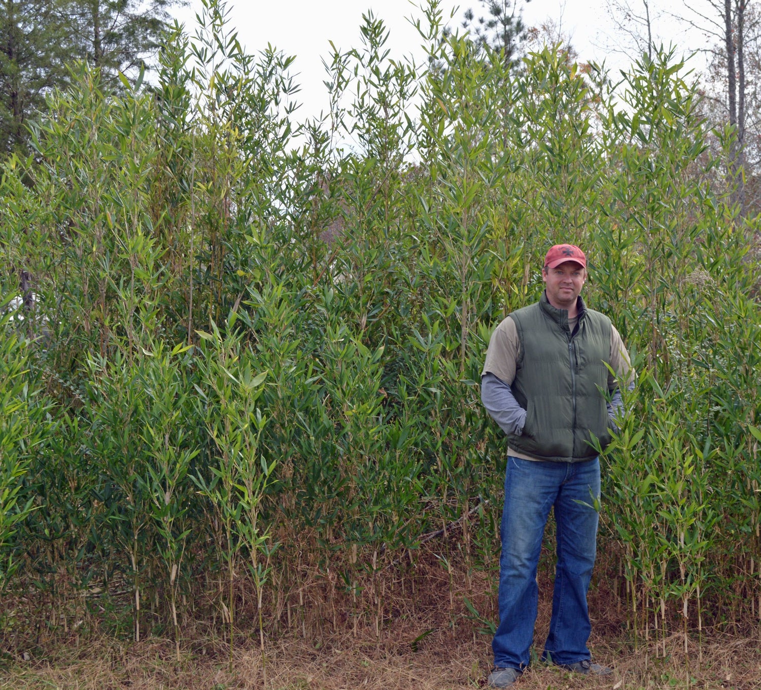 varying heights of growing bamboo colony. bright green foliage. dense screen 