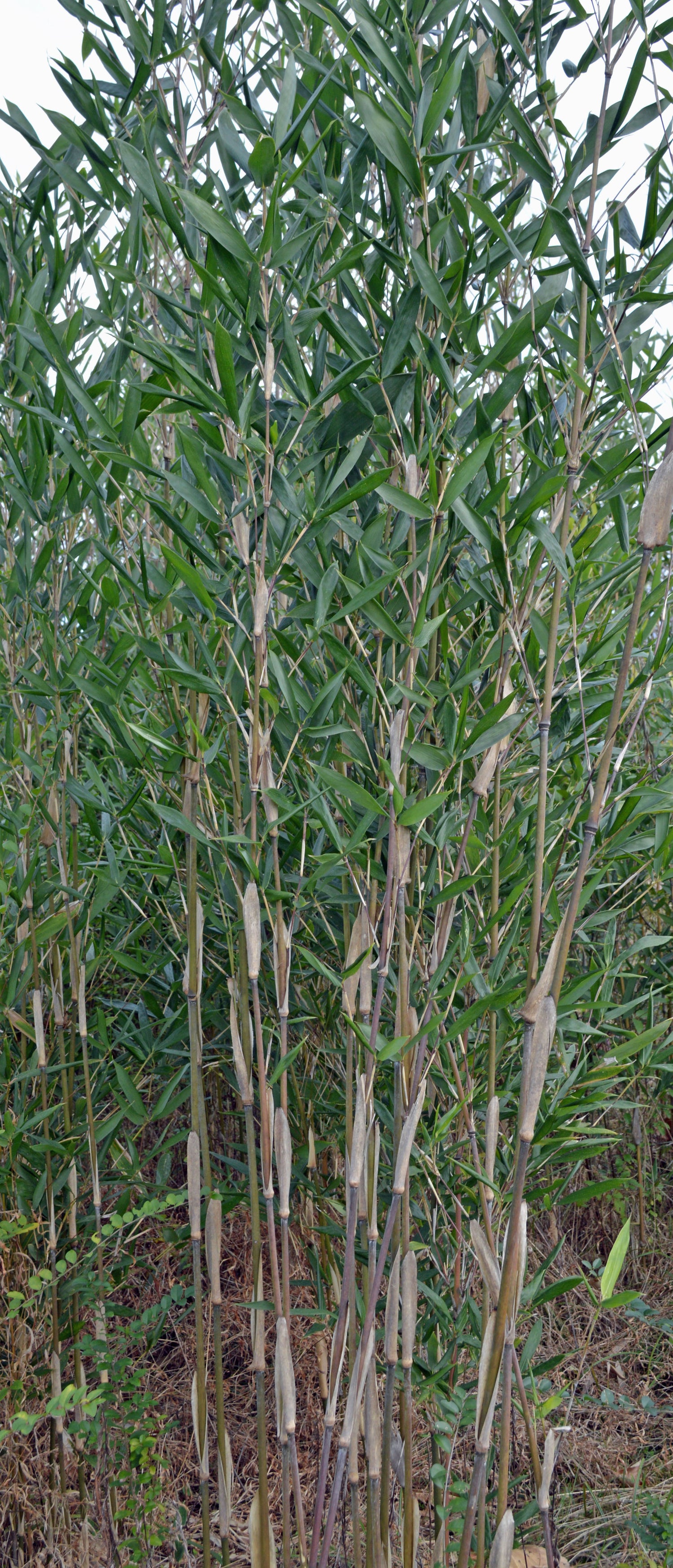 Upclose image of bamboo showing new shoots losing the brown sheath. Dark green foliage. 