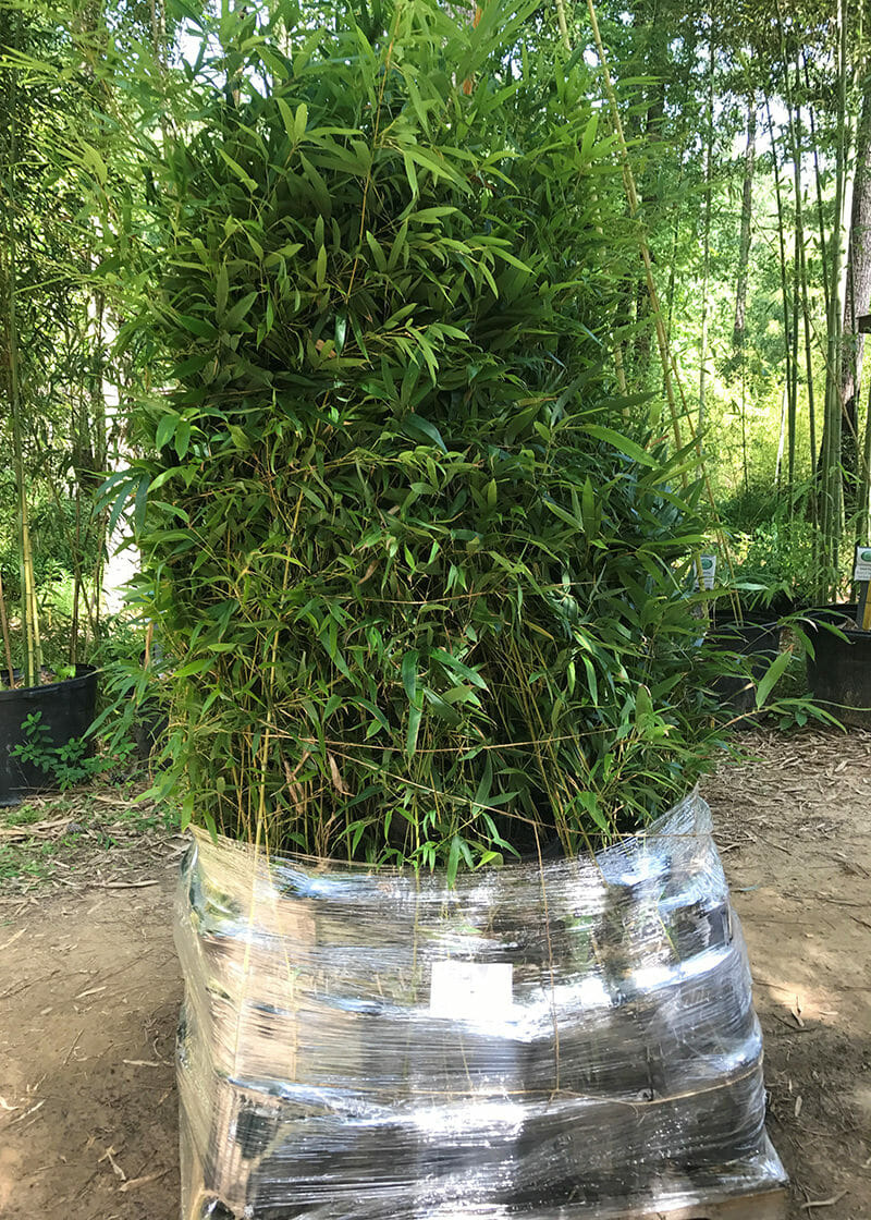 large potted bamboo plants 6'-10' Feet Tall Bamboo (5 Gallon)