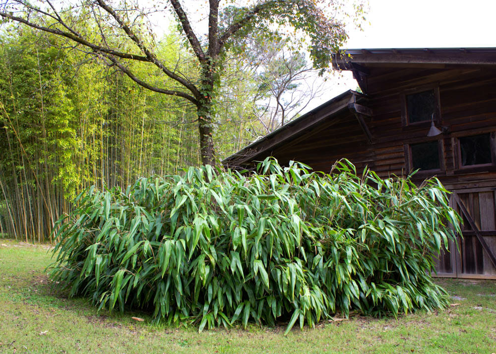 Giant Leaf Bamboo in front of barn. long, narrow foliage. dense. short