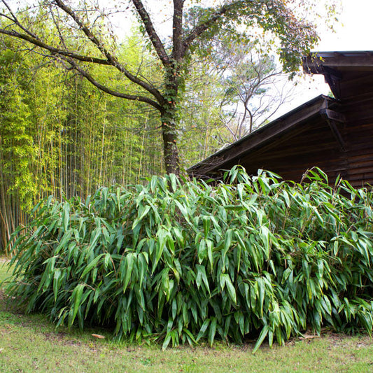 Giant Leaf Bamboo in front of barn. long, narrow foliage. dense. short