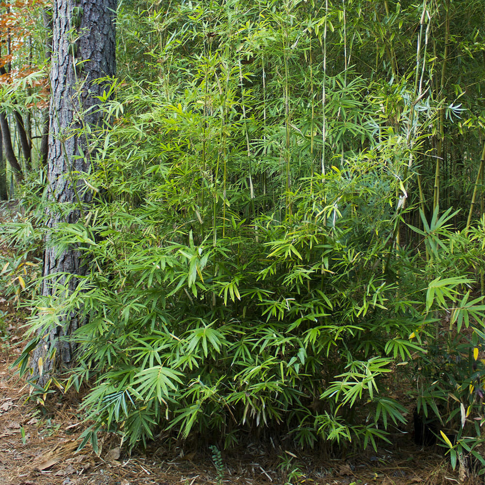 dense, lush bamboo near tree. 