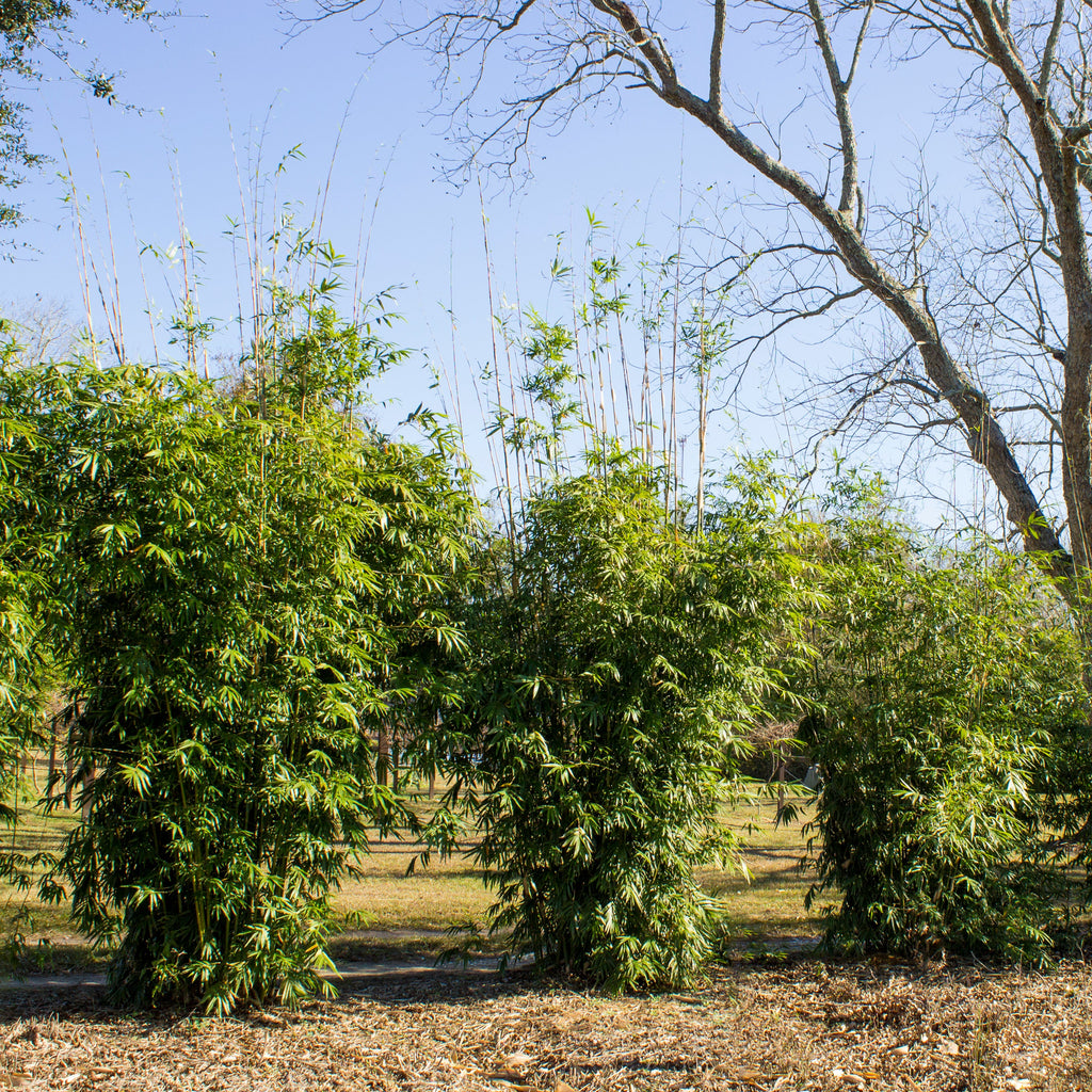 Young privacy screen planting of Golden Goddess. It is a clumping, dense, medium height bamboo screen. 