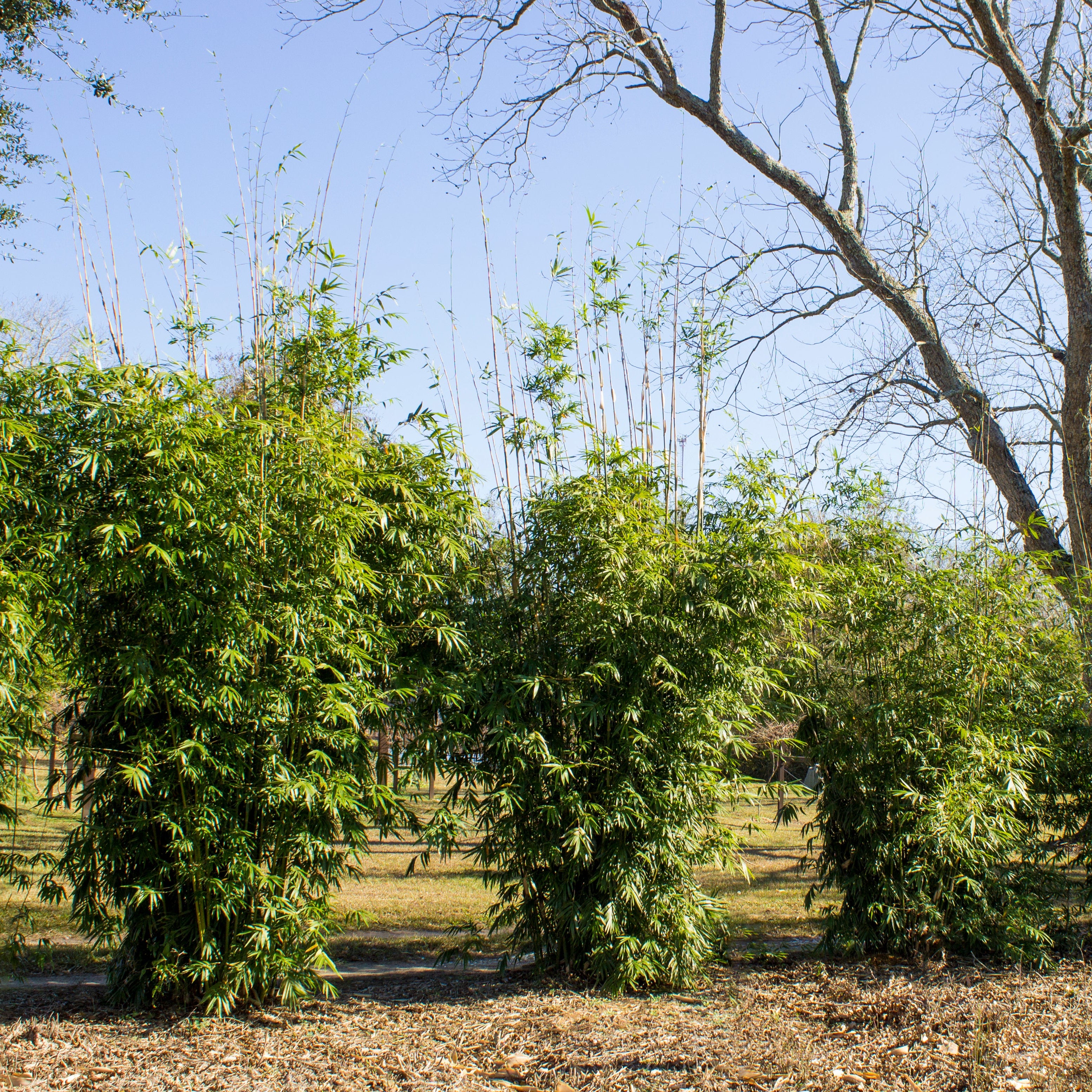 Young privacy screen planting of Golden Goddess. It is a clumping, dense, medium height bamboo screen. 