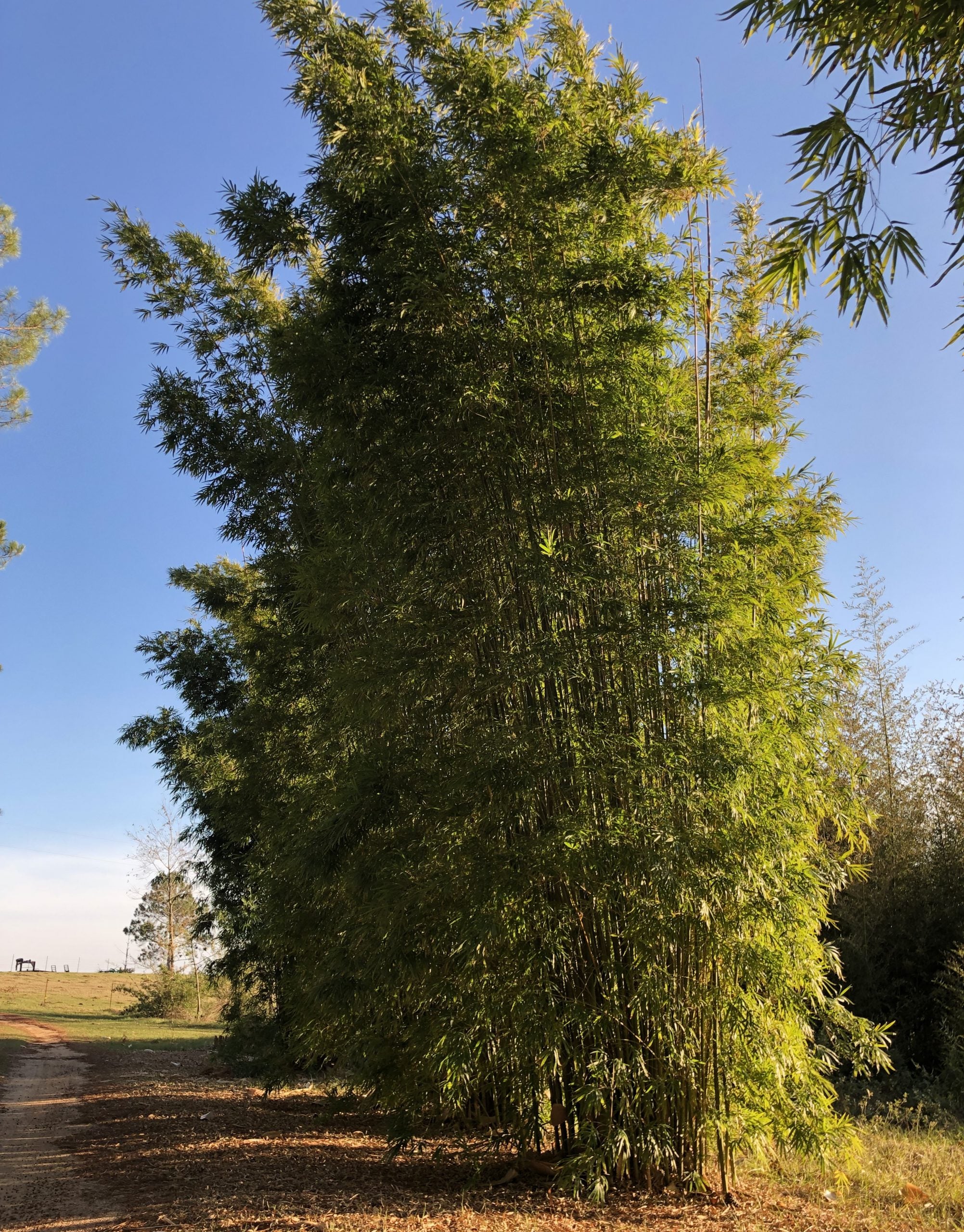 Gracilis is a very vertical bamboo