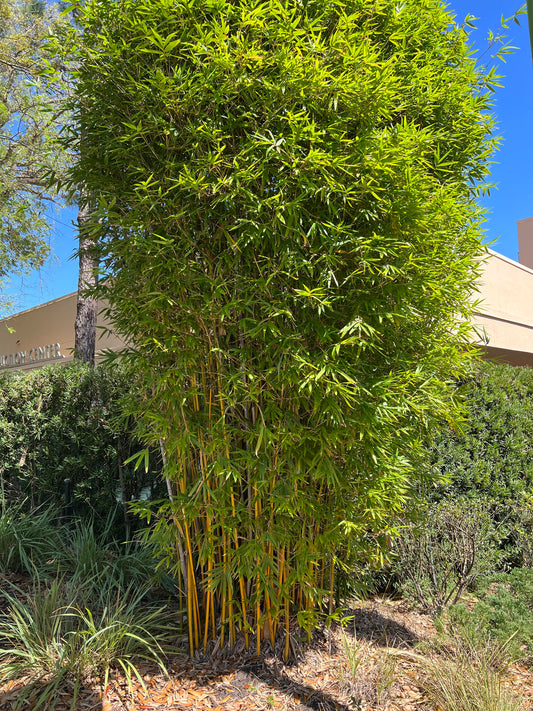 Gracilis Bamboo