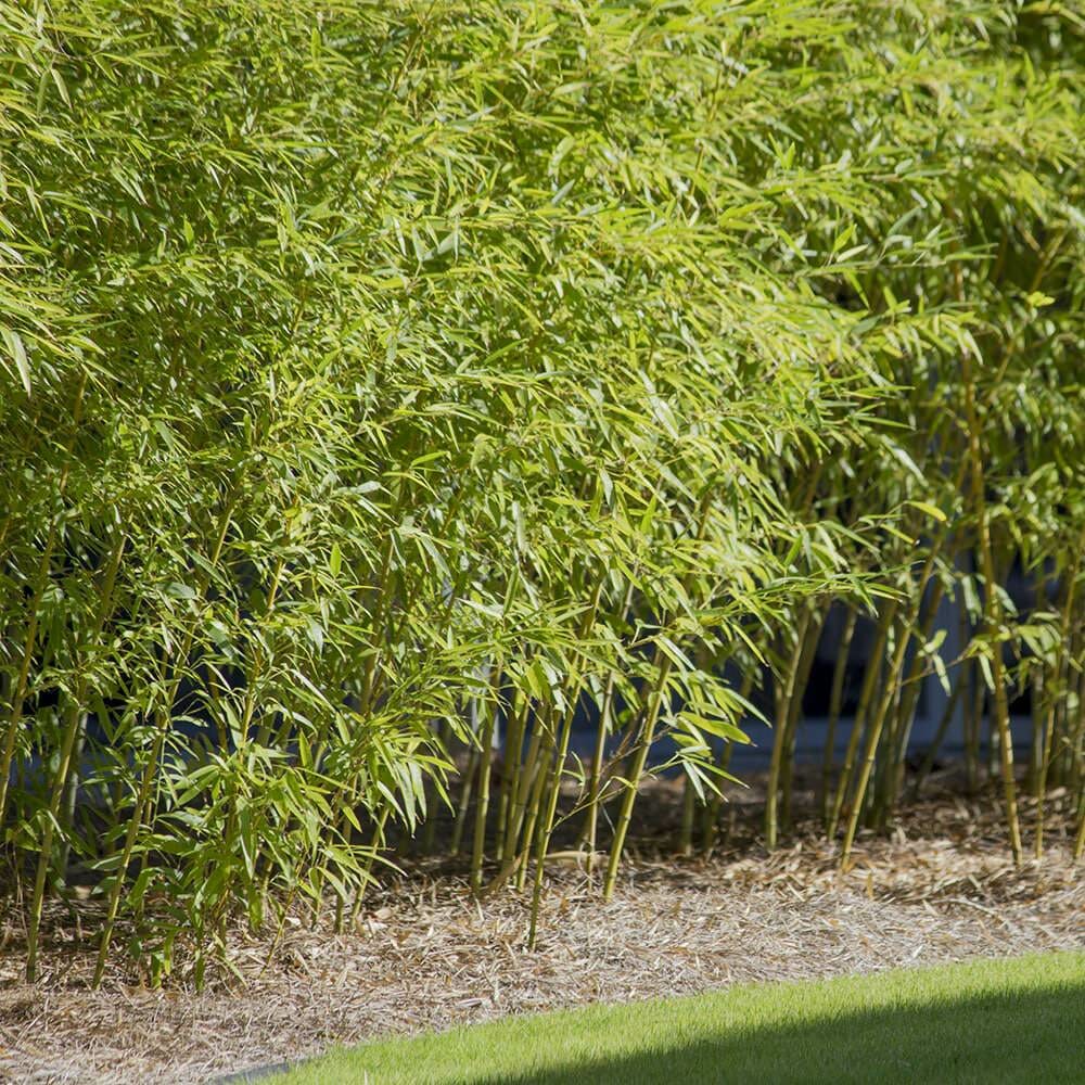 Gray Henon bamboo installed at a local business for privacy