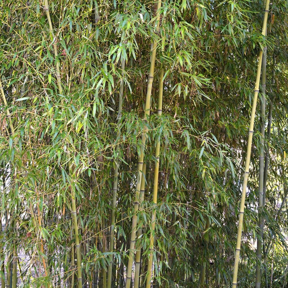 Incense Bamboo