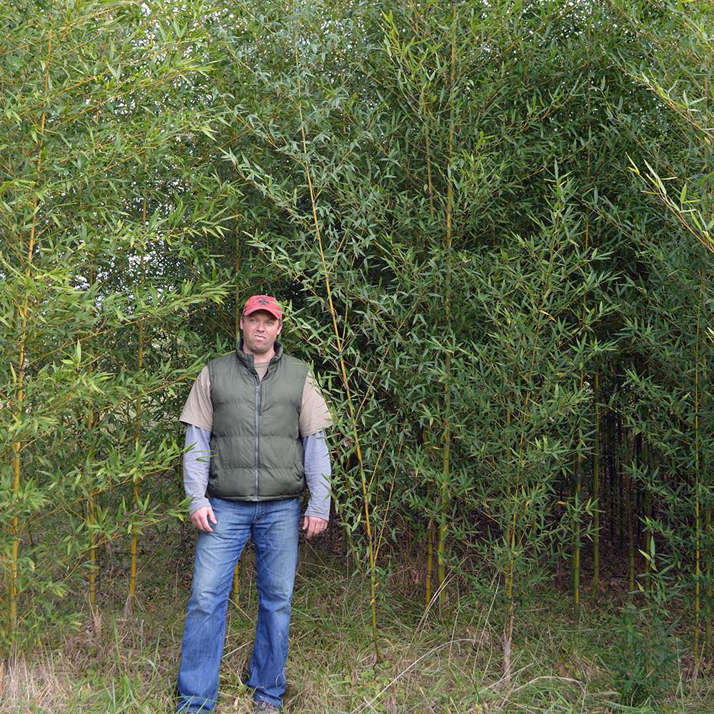 An aurea inversa grove picture, tall, dense screen. yellowish canes with green foliage