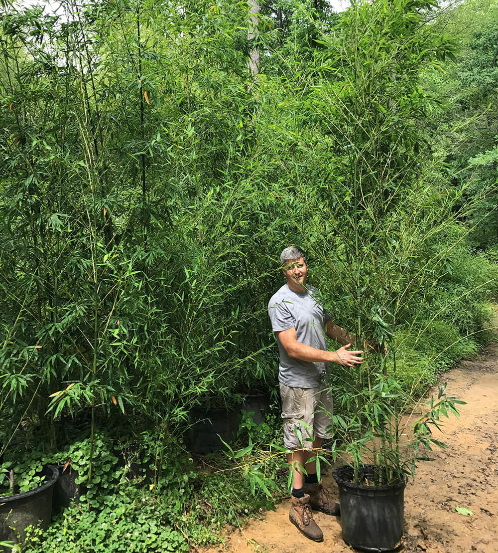 15'-25' Feet Tall Bamboo (30 Gallon)