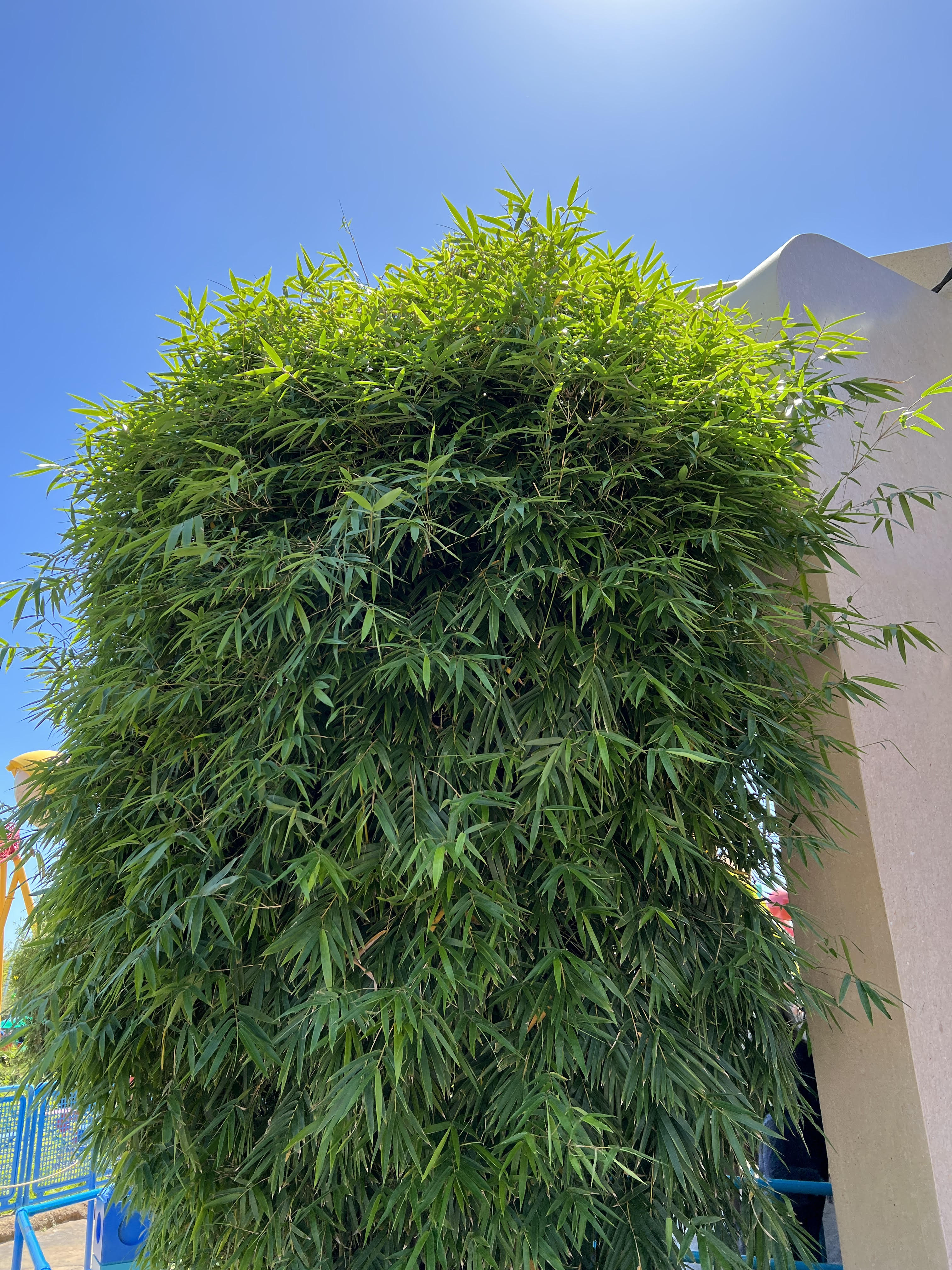 Weaver's Bamboo Dwarf