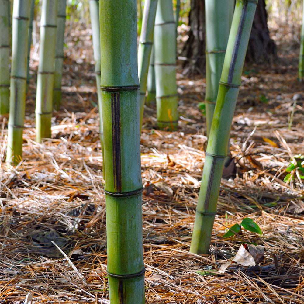 closeup of Megurochiku stripes