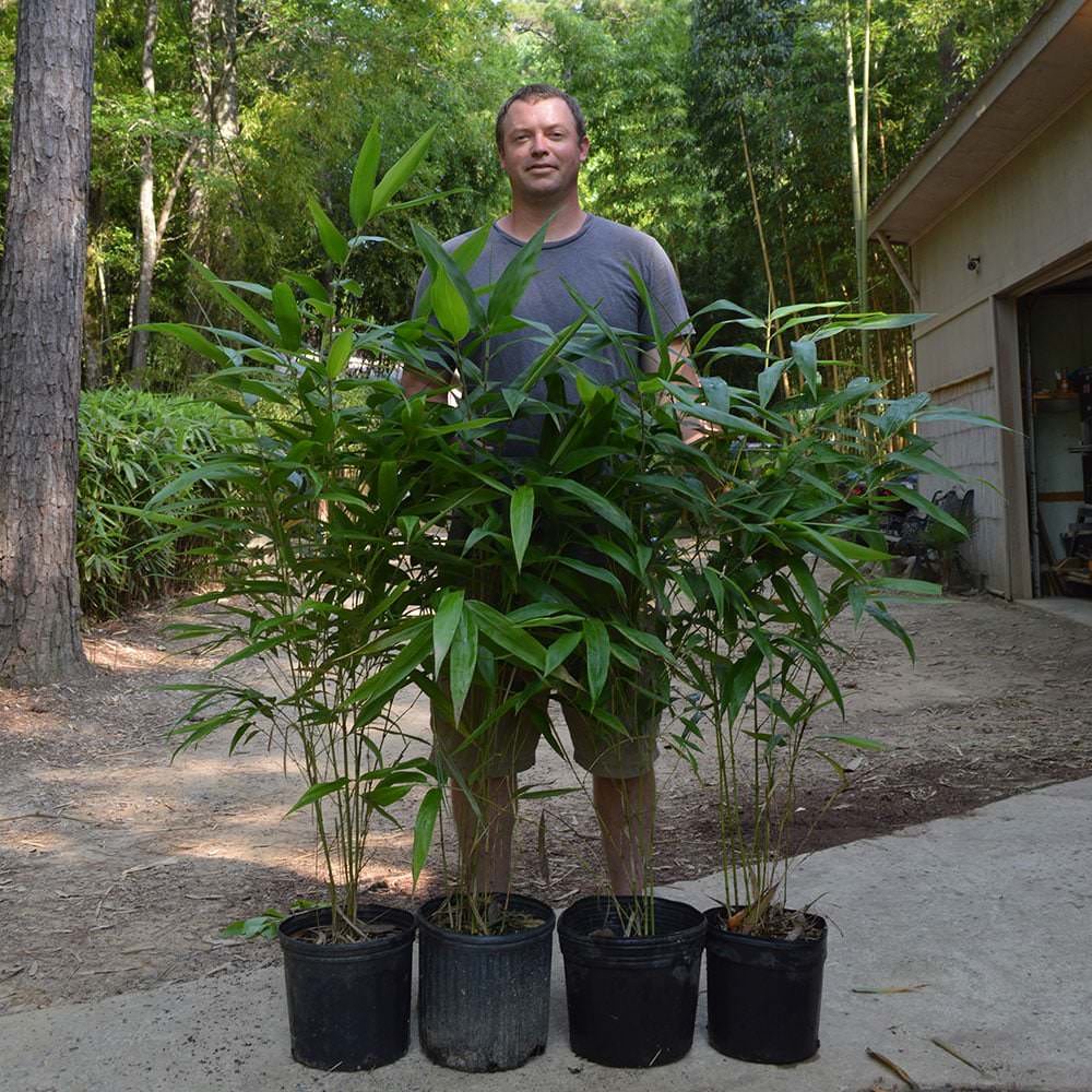 Three gallon Moso plants ready for sale, lush, dark green foliage. 