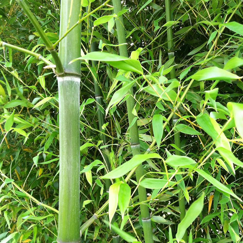 cane pictures of nuda bamboo