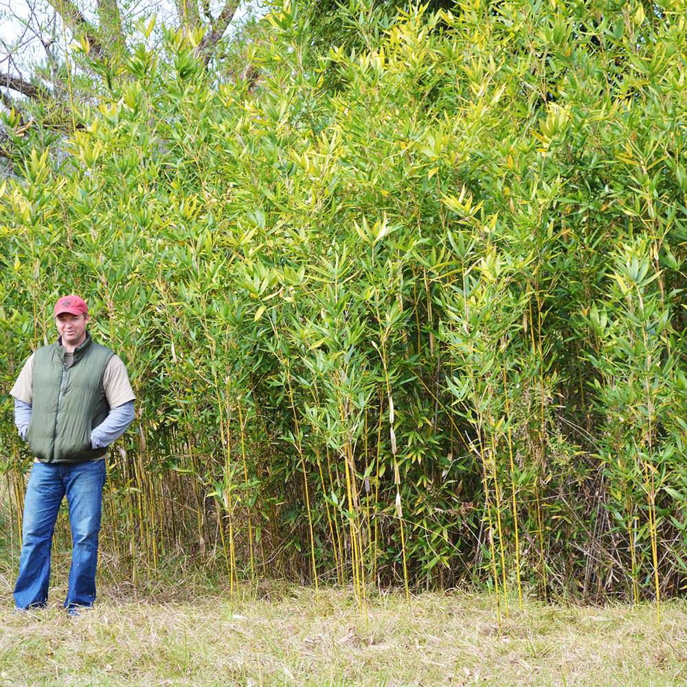 Okuboi grove picture at our farm