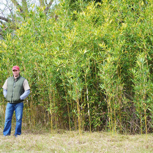 Phyllostachys aureosulcata 'Spectabilis' (green groove bamboo) – Tripple  Brook Farm