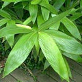 Palmata