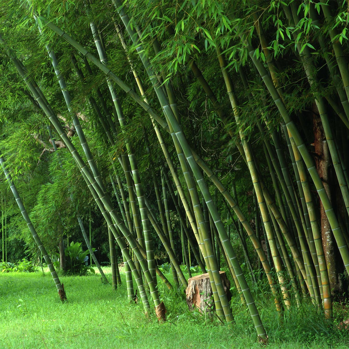 Parvifolia Screening Bamboo Grove