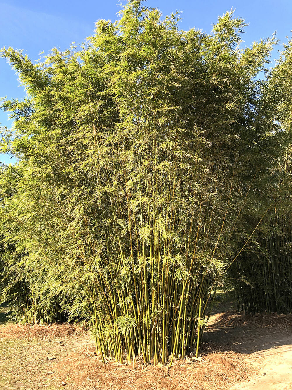Bambusa textillis 'RG Dwarf' Weavers Bamboo. slender canes. dense foliage 