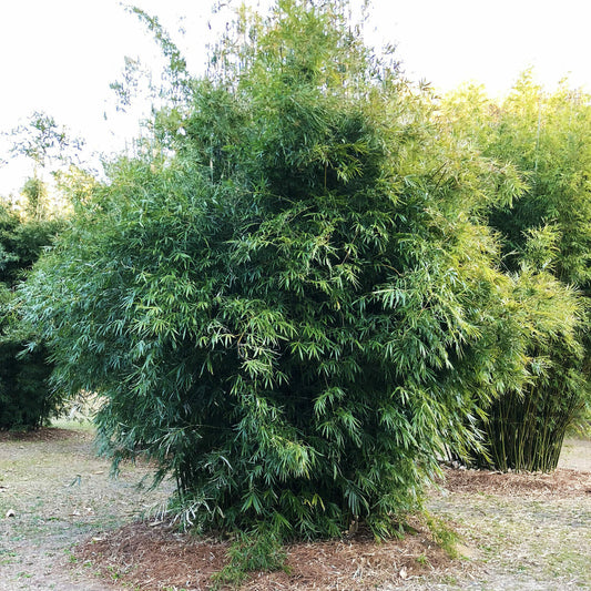 Non-invasive clumping bamboo. medium height . dense foliage. screening
