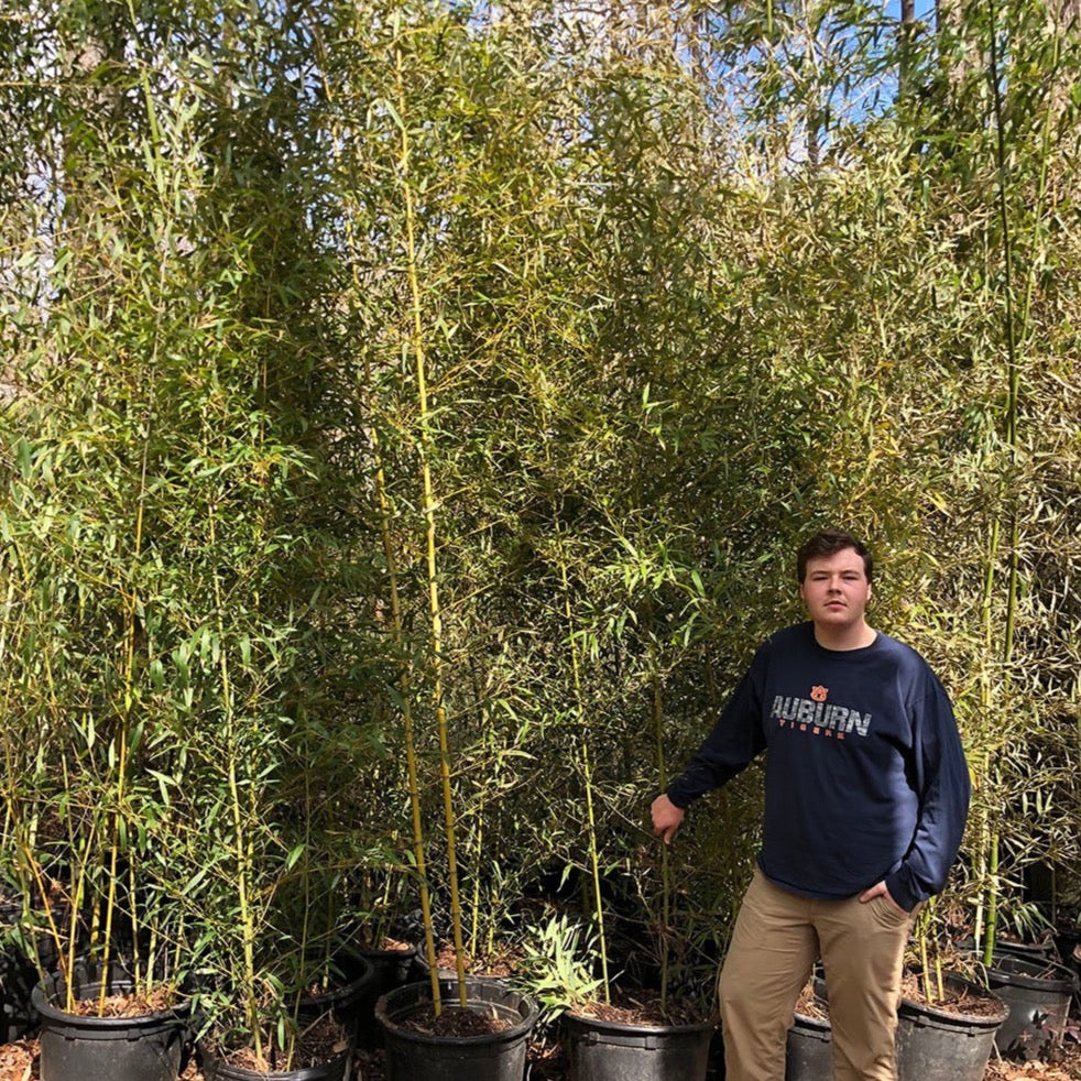 tall indoor bamboo plants for sale 10'-15' Feet Tall Bamboo (15 Gallon) – Lewis Bamboo
