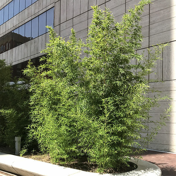 6'-10' Feet Tall Bamboo (5 Gallon)