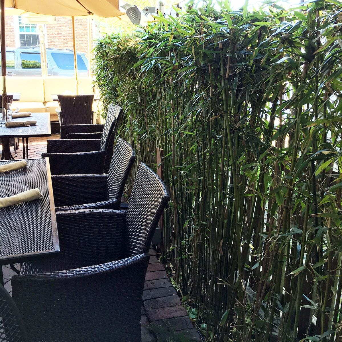 Red Margin bamboo privacy screen on restaurant patio. 