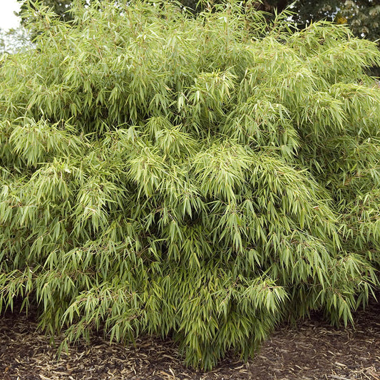 Fargesia rufa Grove