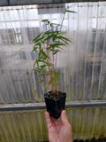 Rufa (Cold hardy Clumper)