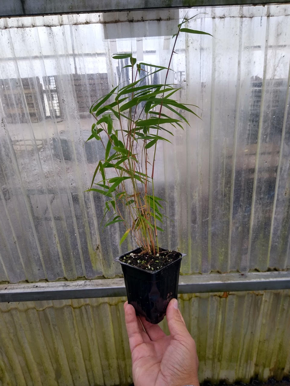 bambou fargesias Rufa (Cold hardy Clumper)