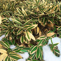 Kumazasa is a typical plants in Japanese winter.