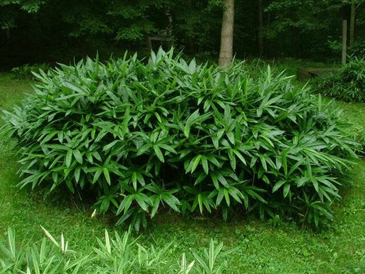 Sasa tsuboiana grove 3 years old