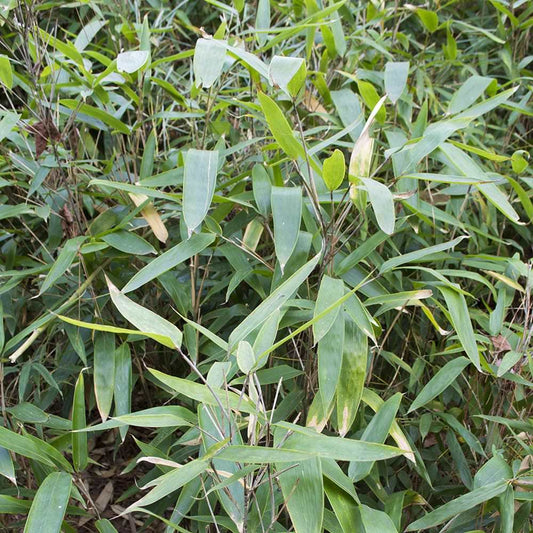 Solidus bamboo picture of foliage.